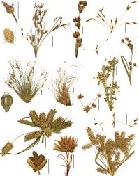 Image result for Bulbostylis contexta