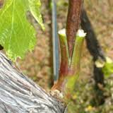 Image result for graft grape vines