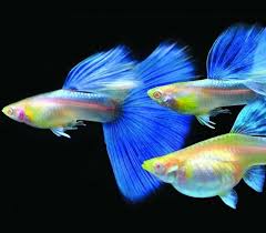 Ein Auffalliges Reverse Trio Von Ausgefallenen Guppys Auffalliges Ausgefallenen Ein Guppys Quotreverse Trio Guppy Fish Tropical Freshwater Fish Fish