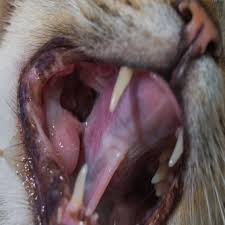 You can give a kitten purina kitten chow once it is weaned. Pet Oral Tumors At Punta Gorda Animal Hospital