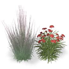 Gorgeous in every season and won't flop, even in rich soils. Schizachyrium Standing Ovation