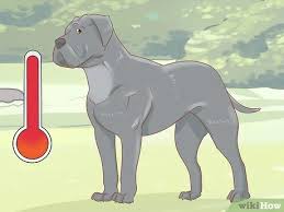 There may be exceptions, but as a general rule, they only hire legal adults. How To Breed Cane Corso With Pictures Wikihow