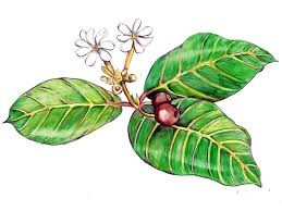 Image result for Guettarda