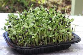 Sunflower Sprouts Grow Healthy Microgreens Attainable Sustainable