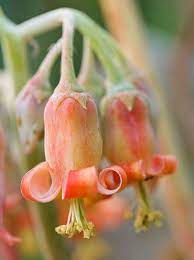 A Garden Full Of Beautiful Succulents Amazing Flowers Beautiful Flowers Pretty Flowers