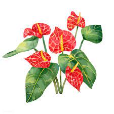Download Premium Vector Of Hand Drawn Red Laceleaf Flower 421530 Plant Drawing How To Draw Hands Botanical Drawings