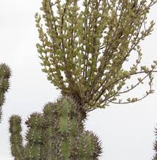 Image result for Phragmanthera