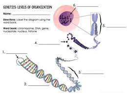 Levels Of Biological Organization From Smallest To Largest Genetics Levels Of Organization Inb Teaching Biology Teaching Techniques Middle School Science Resources