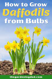 How To Grow Daffodils The Gardening Dad Daffodils Easy Garden Daffodil Flower