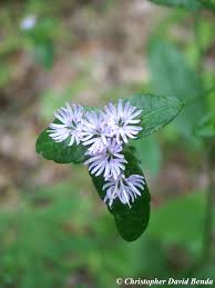 Image result for Elephantopus