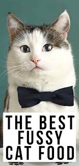 Cats are fussy creatures, especially when it comes to eating and their food! The Best Fussy Cat Food Nutrition For Picky Eaters Cat Food Cats Cat Nutrition