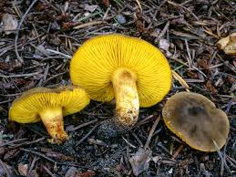 Image result for Gymnosporia arenicola