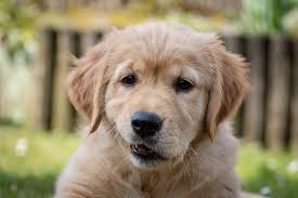 Rever De Chien Beige Interpretations Exactes Du Reve De Chien Beige