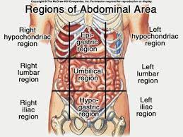 The quadrants are referred to as the left lower quadrant, left upper quadrant, right upper quadrant and right lower quadrant. Diagram Of The Abdomen Koibana Info Anatomie Des Organes Anatomie Corps Humain Anatomie Du Corps