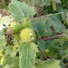 Image result for Xanthium