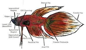 Betta Biology Beta Fish Picture Betta Fish Betta Beta Fish
