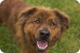 Maybe you would like to learn more about one of these? Lake Dallas Tx Chow Chow Meet Nestle A Pet For Adoption