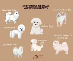12 Most Popular Small White Dog Breeds