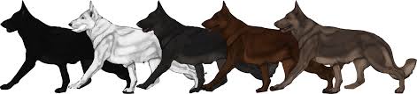 Sherri on june 09, 2018: Coat Colours Fenris Fangs