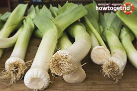 In the city, fresh onions can be stored on the balcony or loggia. How To Store Leeks At Home