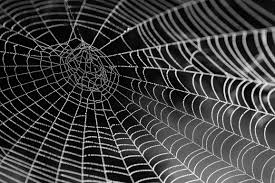 We offer full treatment inside and out. Four Most Common Spiders To Watch For In Kansas All Star Pest Control Wichita