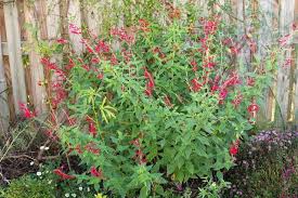 The outer husk and pineapple leaf contain bromelain enzyme, which is an actinidain in fruit that spurs bleeding, swelling. Is Pineapple Sage Safe For Dogs