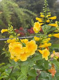 Image result for Tecoma stans