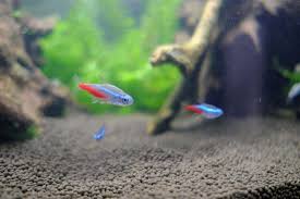 Check spelling or type a new query. How Much Does Neon Tetra Fish Cost Neeness