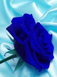 True Blue Rose Beautiful Rose Flowers Blue Rose Tattoos Blue Roses Wallpaper