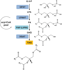 Pindu dunarea mea by tany cojocaru. Lipid Metabolism In Microalgae Springerlink