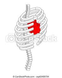 Rib cage, basketlike skeletal structure that forms the chest, or thorax, made up of the ribs and their corresponding attachments to the sternum and the vertebral column. Rib Cage And Heart Isometric Style Ribs Anatomy Body 3d Internal Organs Canstock