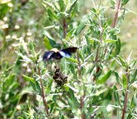 Image result for Adenolobus pechuelii