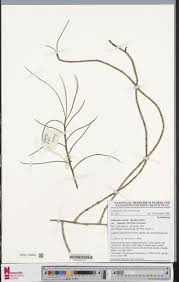 Image result for Tridactyle anthomaniaca