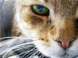 Kedilerin Biyiklari Ne Ise Yarar Kesilmeleri Zararli Midir Kindness To Animals Animals Dog Remedies