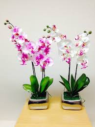 Si tienes mucha o poca luz, si cuentas con el lugar apropiado para colocar. Plantas De Interior Con Flor Para Decorar