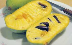 Other fruit trees indigenous to north america include the american persimmon (diospyros virginiana) and the mayhaw tree (crataegus opaca). Pawpaw A Tropical Fruit For Temperate Climates Cornell Small Farms