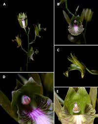 Image result for Eulophia sp. nov.