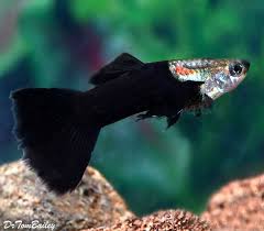 35 Different Types Of Guppies In The World With Beautiful Pictures Tropical Fish Guppy Tropical Fish Aquarium