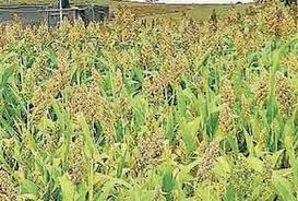 Maize and dry bean are the most important food crops that feed over 85% of kenyan households. New Pest Devastating Maize Crop In Karnataka Hubballi News Times Of India