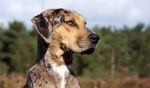 Catahoula Leopard Dog Breed Information