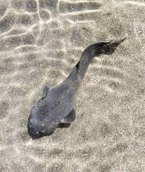 Image result for Liparis latialata