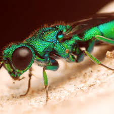 Check spelling or type a new query. In Control What If The Emerald Cockroach Wasp Was A Pokemon Pokemon Amino