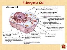 Deoxyribonucleic acid, commonly known as dna, is a nucleic acid that has three main components: What Is The Main Function Of The Cell Wall Labster Quizlet