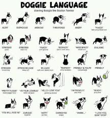 the one way youre failing your dog dog language dog body