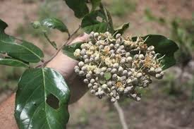 Image result for Maranthes