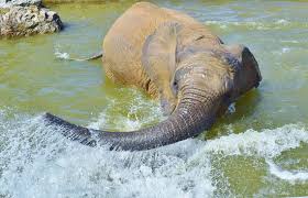Noah's ark zoo farm has over 100 species of big zoo animals. Boycott Noah S Ark Farm Park Review Of Noah S Ark Zoo Farm Wraxall England Tripadvisor