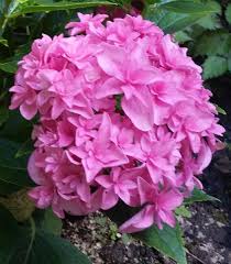 Maybe you would like to learn more about one of these? Selecting Hydrangeas For The Home Landscape Ohioline