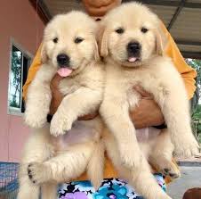 Before you begin to search for a puppy, the most important task is to make sure that the golden retriever matches your lifestyle and living conditions. Puppies For Adoption In Dubai The Y Guide