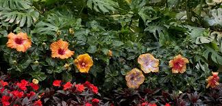 When you know how to care for hibiscus plants, you will be rewarded with many years of lovely flowers. Hibiscus Tropical Costa Farms