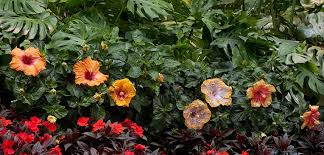 The bright orange flower went perfect with the persimmons and some fall tree branches. Hibiscus Tropical Costa Farms